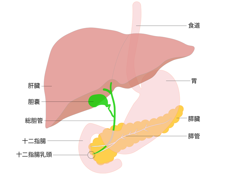 肝臓内科について